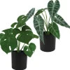 ALOCASIA ET MONSTERA 7 FEUILLES POT H.30CM