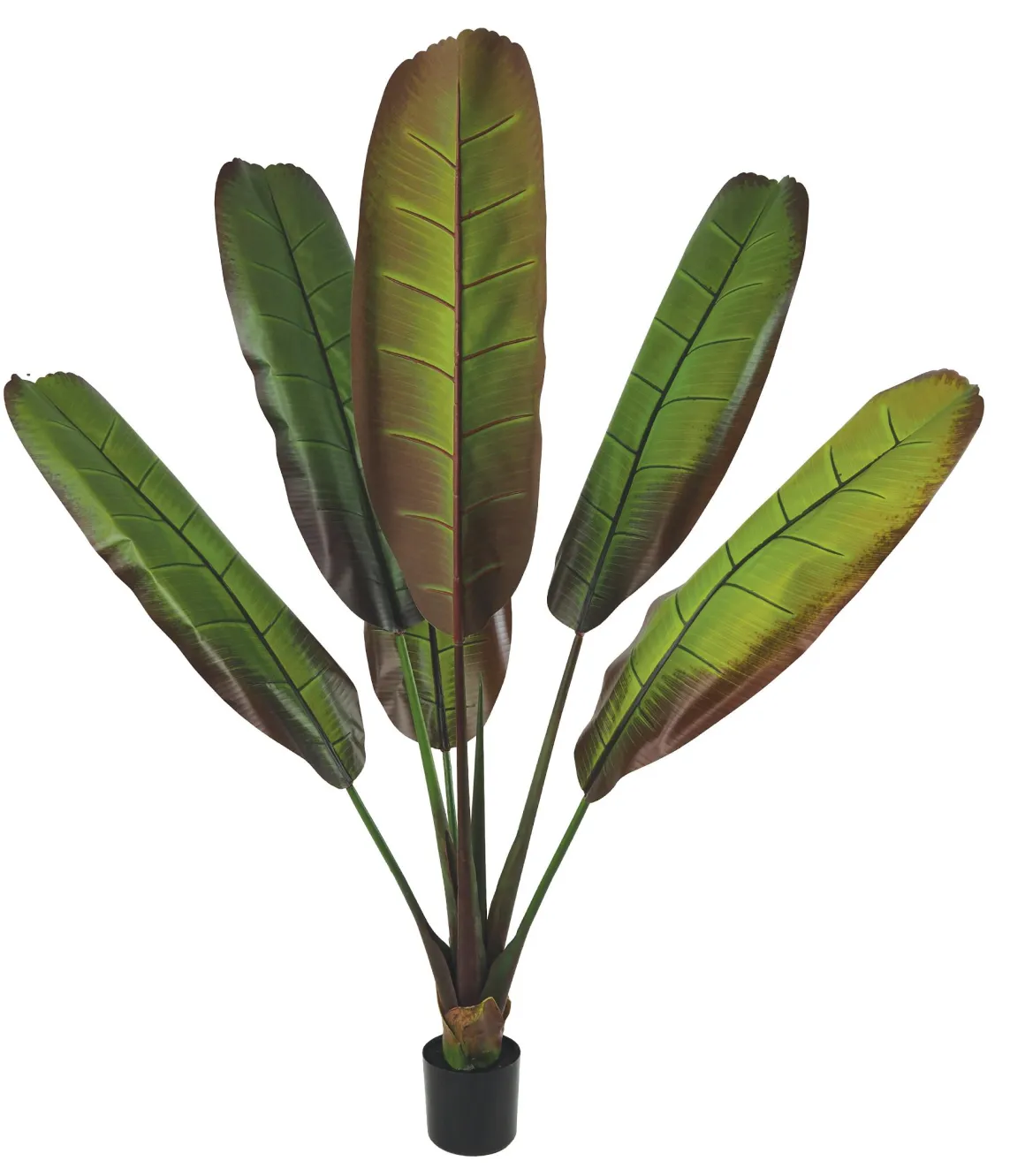 BANANIER 6 FEUILLES POT H.160CM