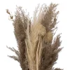 BOUQUET PAMPA ORIGINES H.58CM