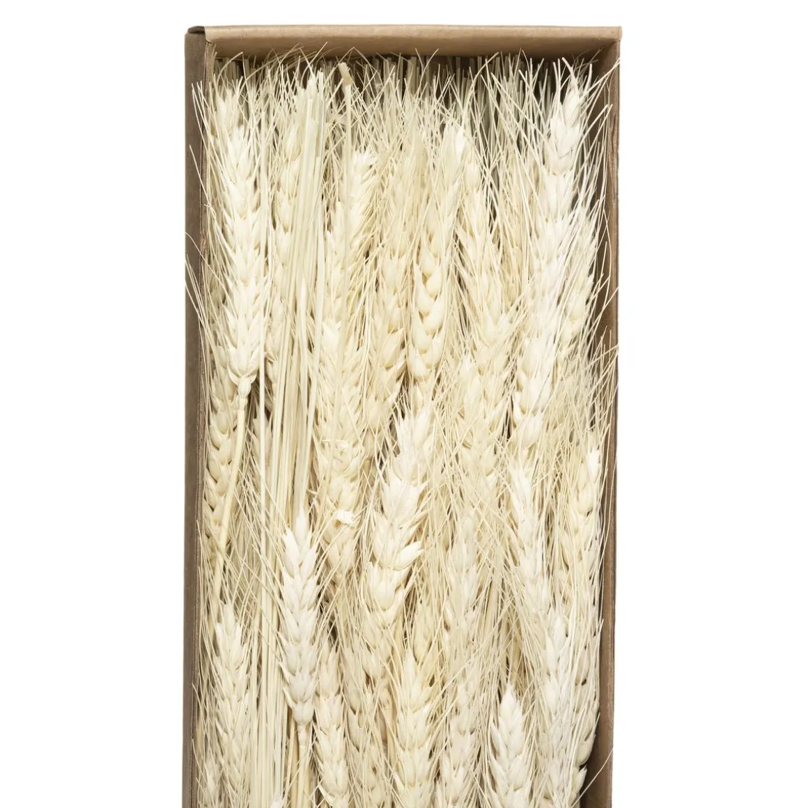 BOUQUET SECHE NATUREL KRAFT H.60CM