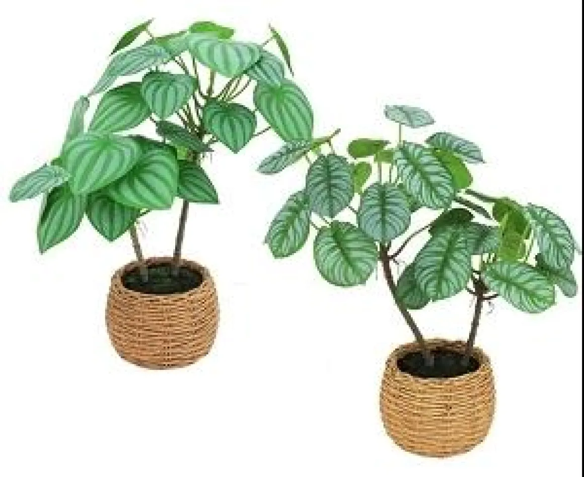 CALATHEA PEPEROMIA POT BOULE CIMENT EFFET CANNAGE H.40CM