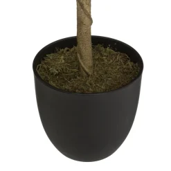 CITRONNIER EN POT CERZA H.70CM