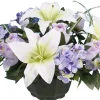 COUPE LYS HORTENSIA