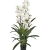 CYMBIDIUM 30 FLEURS 60 FEUILLES BLANC