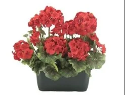 JARDINIERE GERANIUMS H.35CM ROUGE ET ROSE