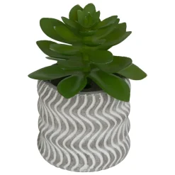 MINI PLANTE GRASSE POT CIMENT UBI H.7CM