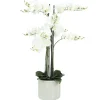 ORCHIDEES GEANTES X9 BRANCHES FLEURS TOUCHER NATUREL H.105CM