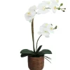ORCHIDEES X2 EN POT CIMENT EFFET CANNAGE H.56CM