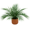 PALMIER ARECA 12 PALMES POT TERRACOTTA H.40CM