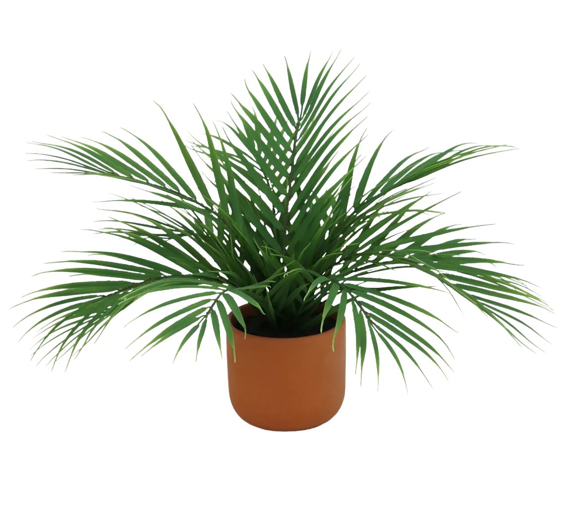 PALMIER ARECA 12 PALMES POT TERRACOTTA H.40CM