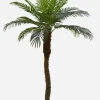 PALMIER 18 PALMES TOUCHER NATUREL POT PLASTIQUE NOIR H.240CM