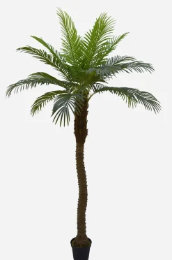 PALMIER 18 PALMES TOUCHER NATUREL POT PLASTIQUE NOIR H.240CM