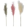 PAMPA 80CM BLANC GRIS ROSE