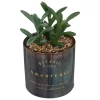 PLANTE CERAMIQUE REAC BOTANIC NOIR H.17CM