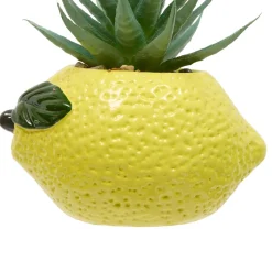 PLANTE FRUITY H.11CM