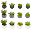 PLANTE GRASSE AIMANT D.6CM