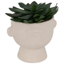 PLANTE GRASSE POT CIMENT DUSTY H.22CM