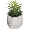 PLANTE GRASSE POT CIMENT MASA H.14CM