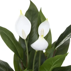 PLANTE LYS DE LA PAIX POT CIMENT H.54CM