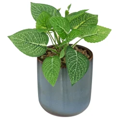PLANTE POT CERAMIQUE REAC AZUR H.19CM