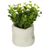 PLANTE VERTE SAC CIMENT VENT H.14CM