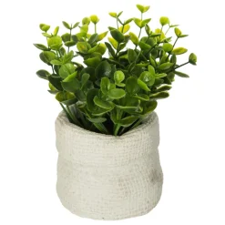 PLANTE VERTE SAC CIMENT VENT H.14CM