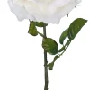 ROSE CREME H.102CM