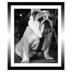 TABLEAU 25X30CM BAGUETTE NOIRE BULLDOG