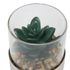 TERRARIUM PLANTE SKY H.8.5CM