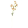 TIGE COREOPSIS PHOEBE H.88CM