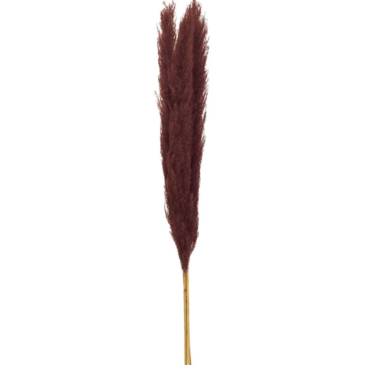 TIGE PAMPA RUBIS H.110CM