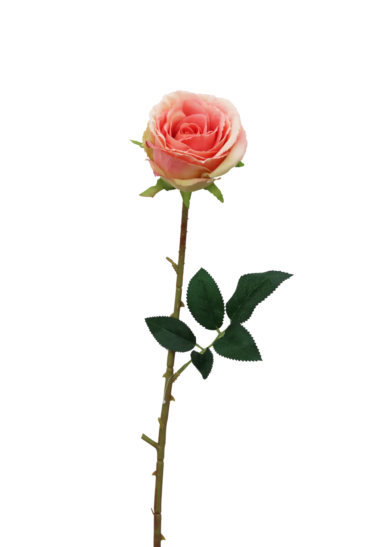 TIGE ROSE H.70CM ROSE