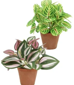 TRADESCANTIA CALATHEA MAKOYANA POT TERRE H.20CM